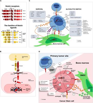 Re-establishing Apoptosis Competence in Bone Associated Cancers via Communicative Reprogramming Induced Through Notch Signaling Inhibition